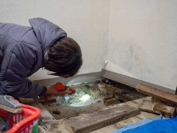 Best HVAC Mold Inspection and Cleaning  in Forest Park, OH
