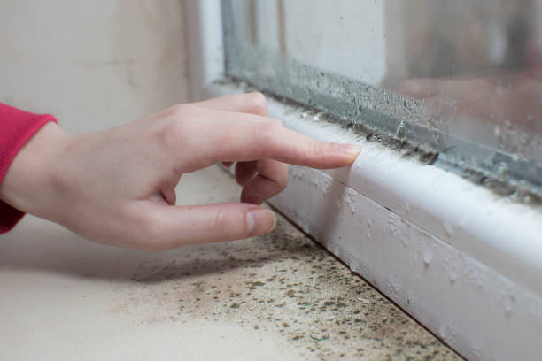 Forensic Mold Investigation in Forest Park, OH
