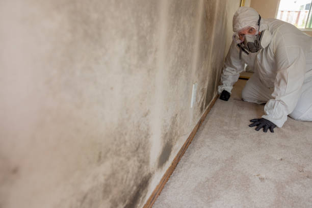 Best Mold Odor Removal Services  in Forest Park, OH